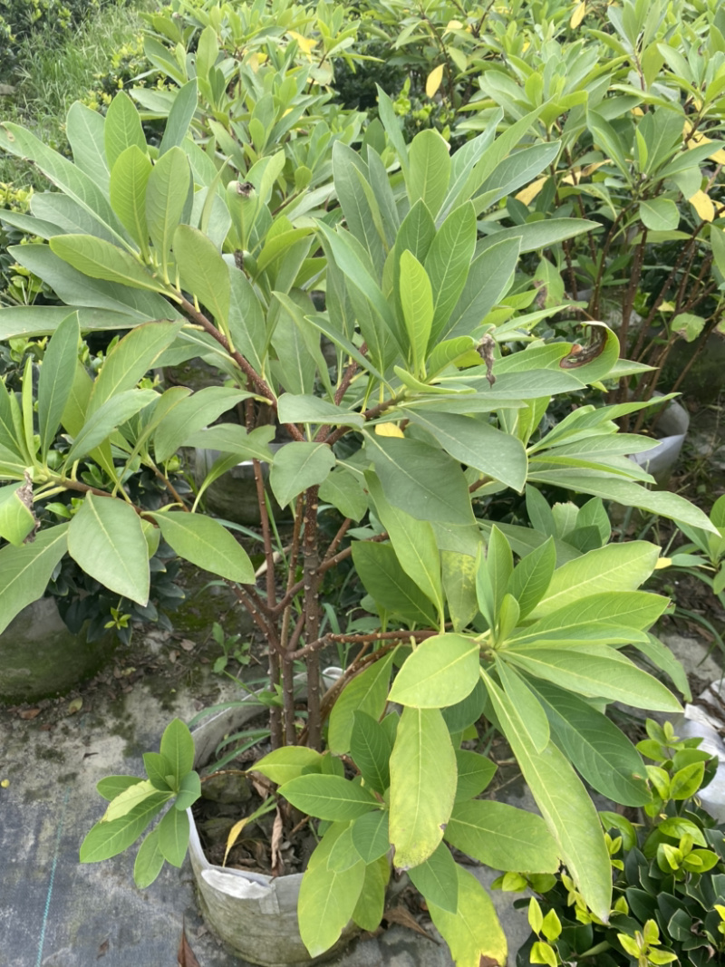 结香基地，结香花营养袋种植户，结香花哪里有