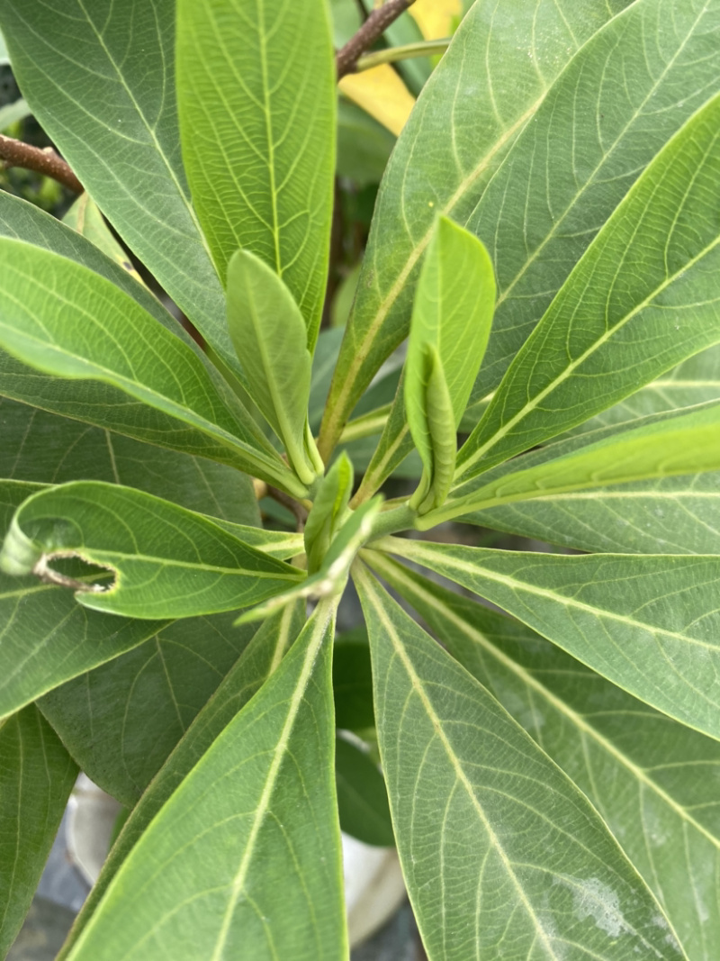 结香基地，结香花营养袋种植户，结香花哪里有