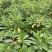 结香基地，结香花营养袋种植户，结香花哪里有