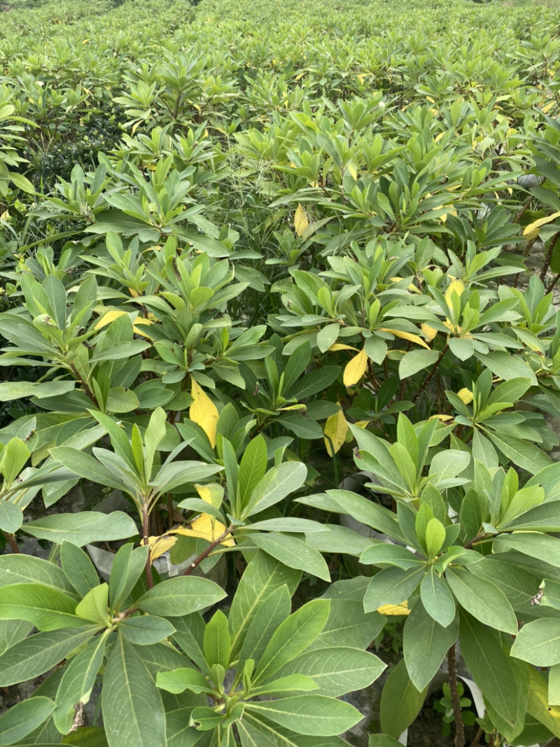 结香基地，结香花营养袋种植户，结香花哪里有