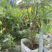 结香基地，结香花营养袋种植户，结香花哪里有