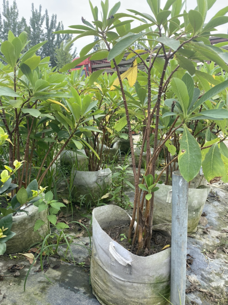 结香基地，结香花营养袋种植户，结香花哪里有
