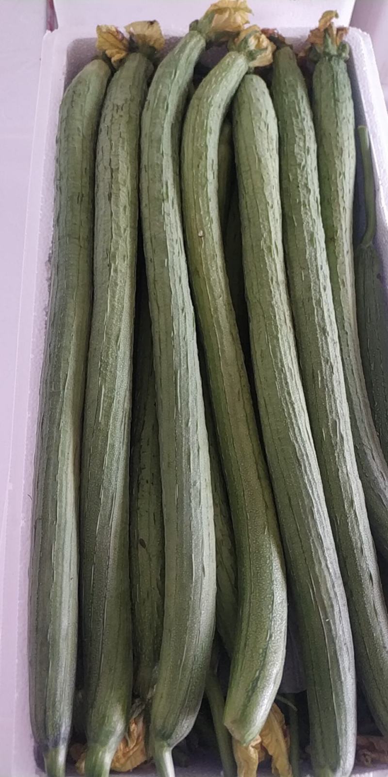 山东莘县精品长丝瓜大量上市中基地直发欢迎电话咨询