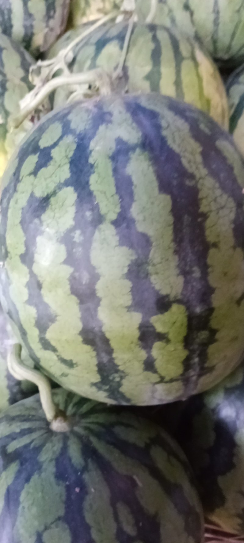 美都西瓜好吃口感好西瓜