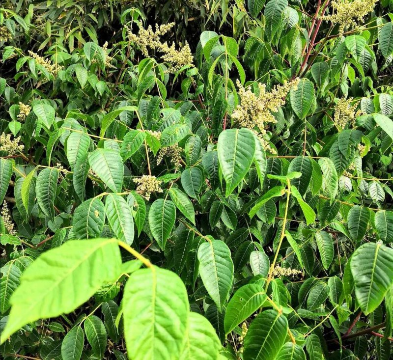 陕西汉中洋县大山深处自己家养的土蜂蜜，货量大，