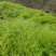 四川优质竹苗/竹苗/筇竹/方竹/刺竹苗。