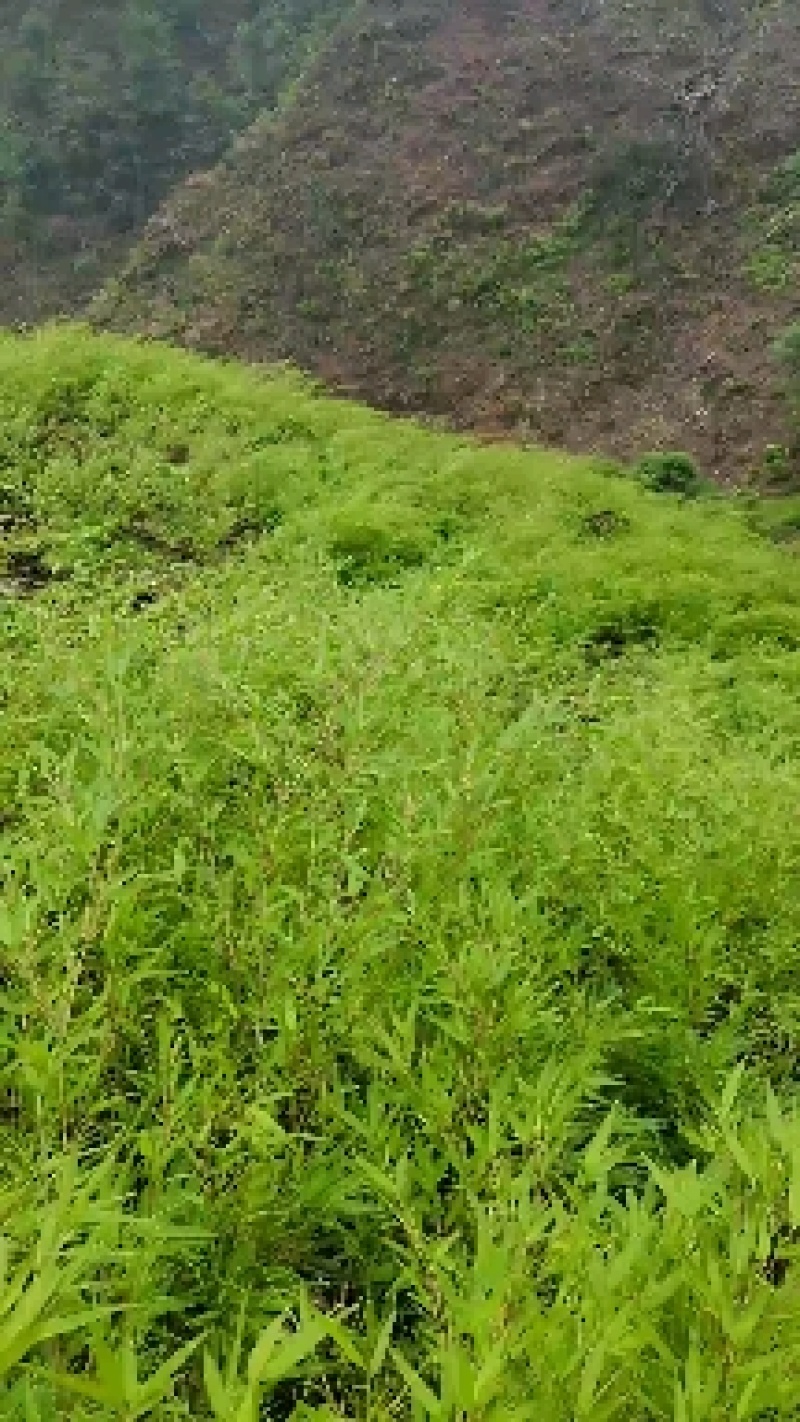 四川优质竹苗/竹苗/筇竹/方竹/刺竹苗。