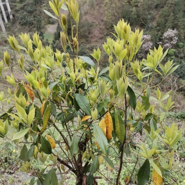 野生老鹰茶老阴茶高山老鹰茶火锅专用