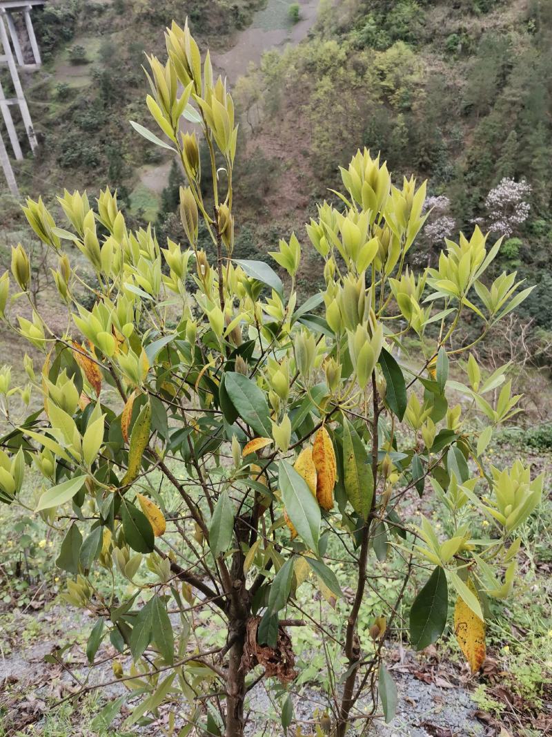 野生老鹰茶老阴茶高山老鹰茶火锅专用