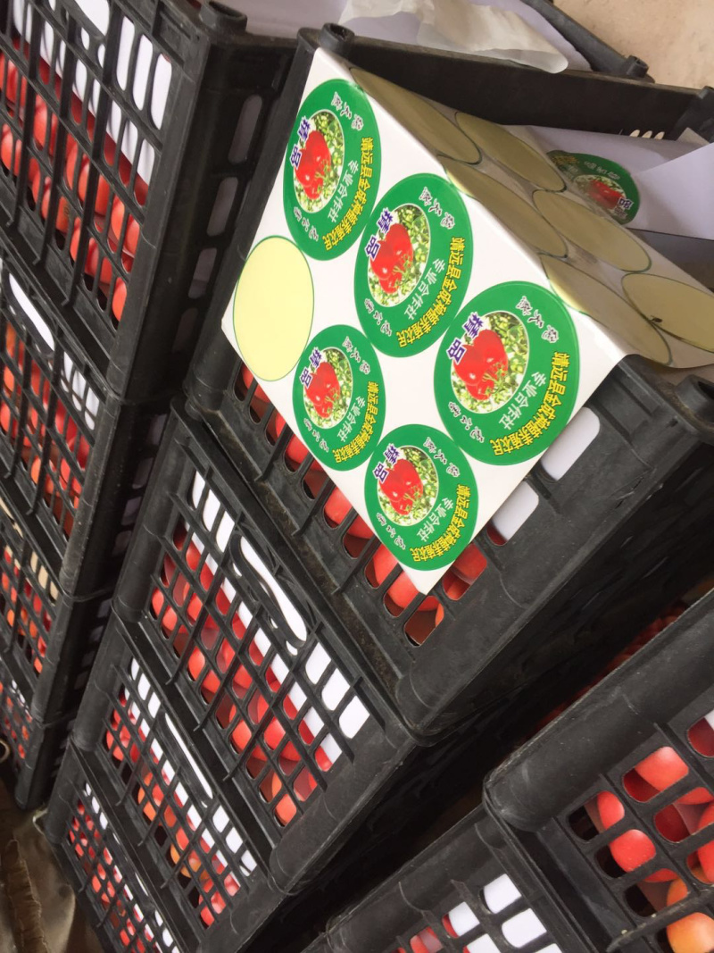 甘肃靖远硬粉西红柿，货源充足、质量上称、