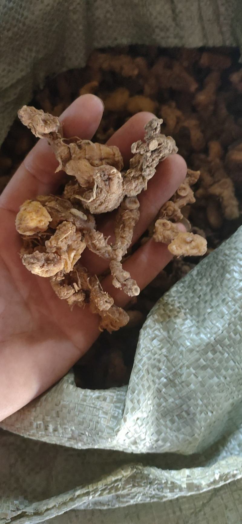 深山野生黄精个子干货