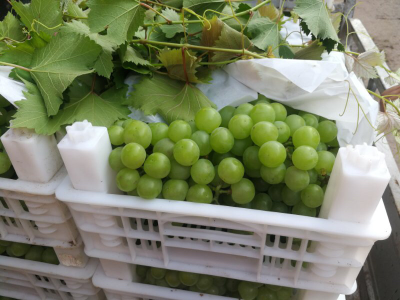 葡萄罐头专用，8611葡萄基地，绿无核葡萄