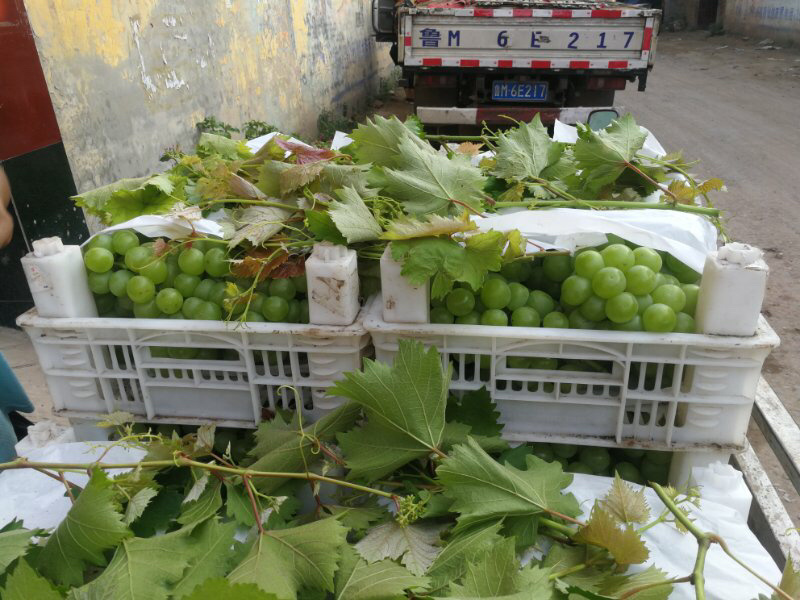 葡萄罐头专用，8611葡萄基地，绿无核葡萄