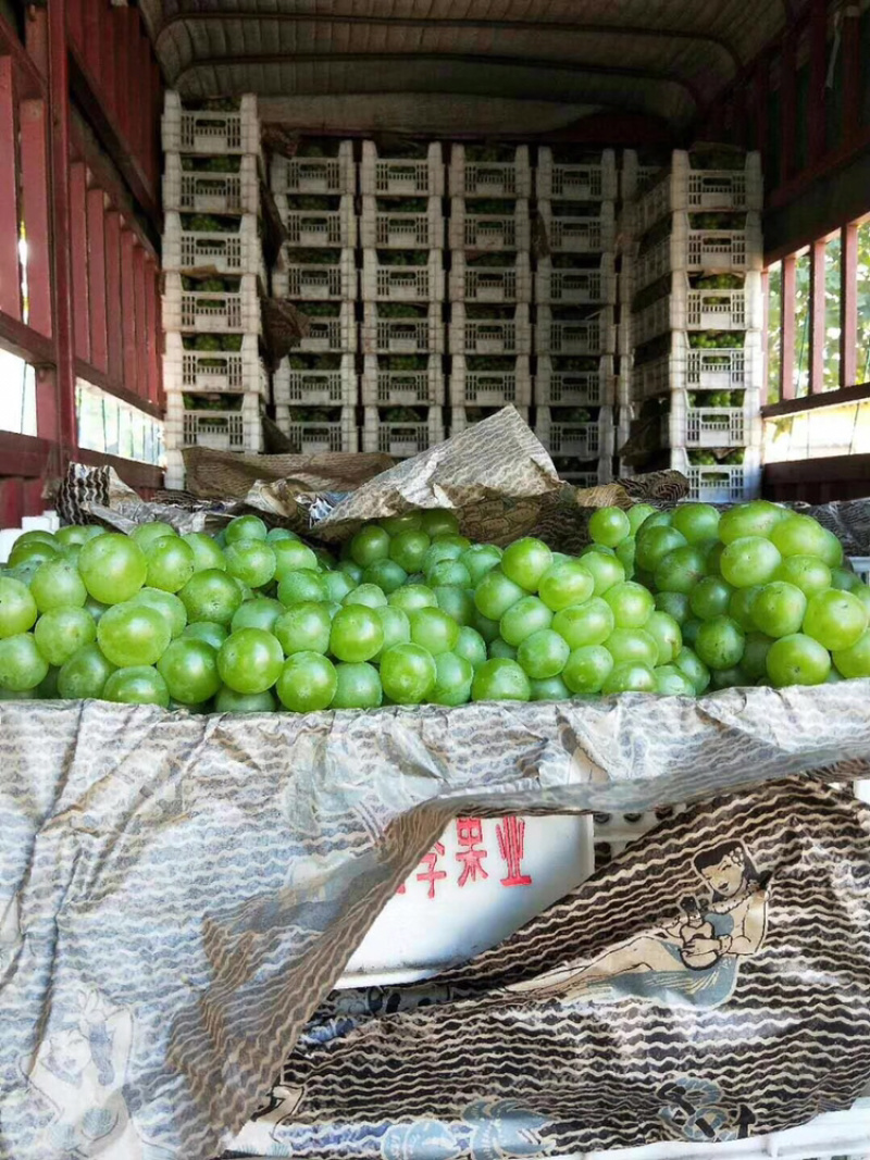 葡萄罐头专用，8611葡萄基地，绿无核葡萄