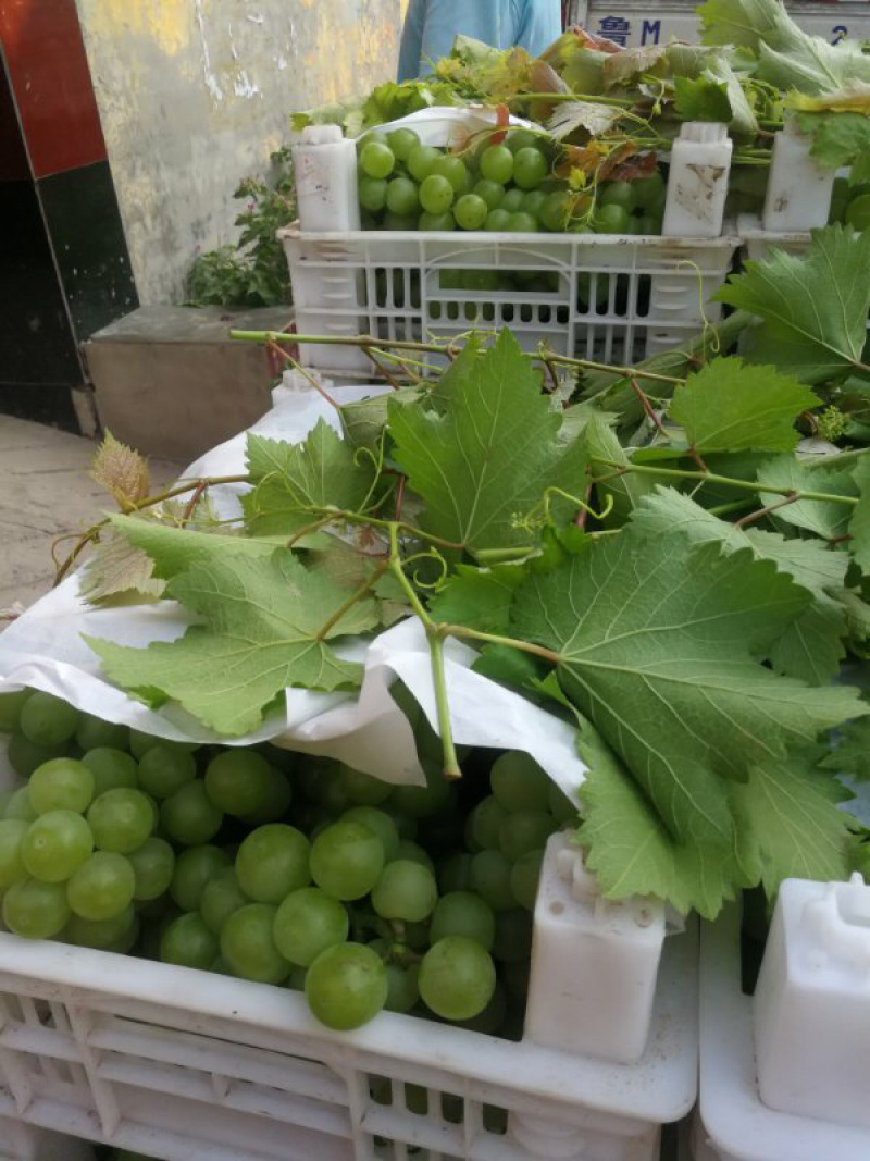 葡萄罐头专用，8611葡萄基地，绿无核葡萄