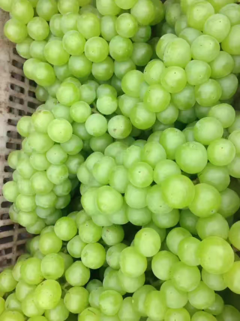 葡萄罐头专用，8611葡萄基地，绿无核葡萄