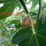 江心洲新鲜无花果大量供应