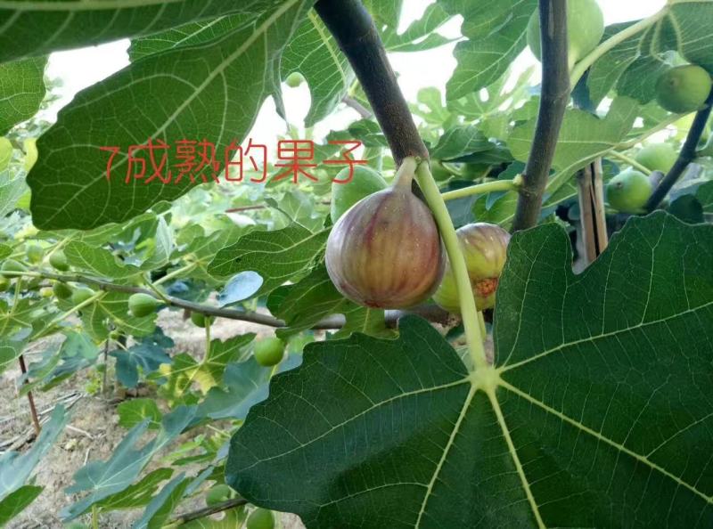 江心洲新鲜无花果大量供应