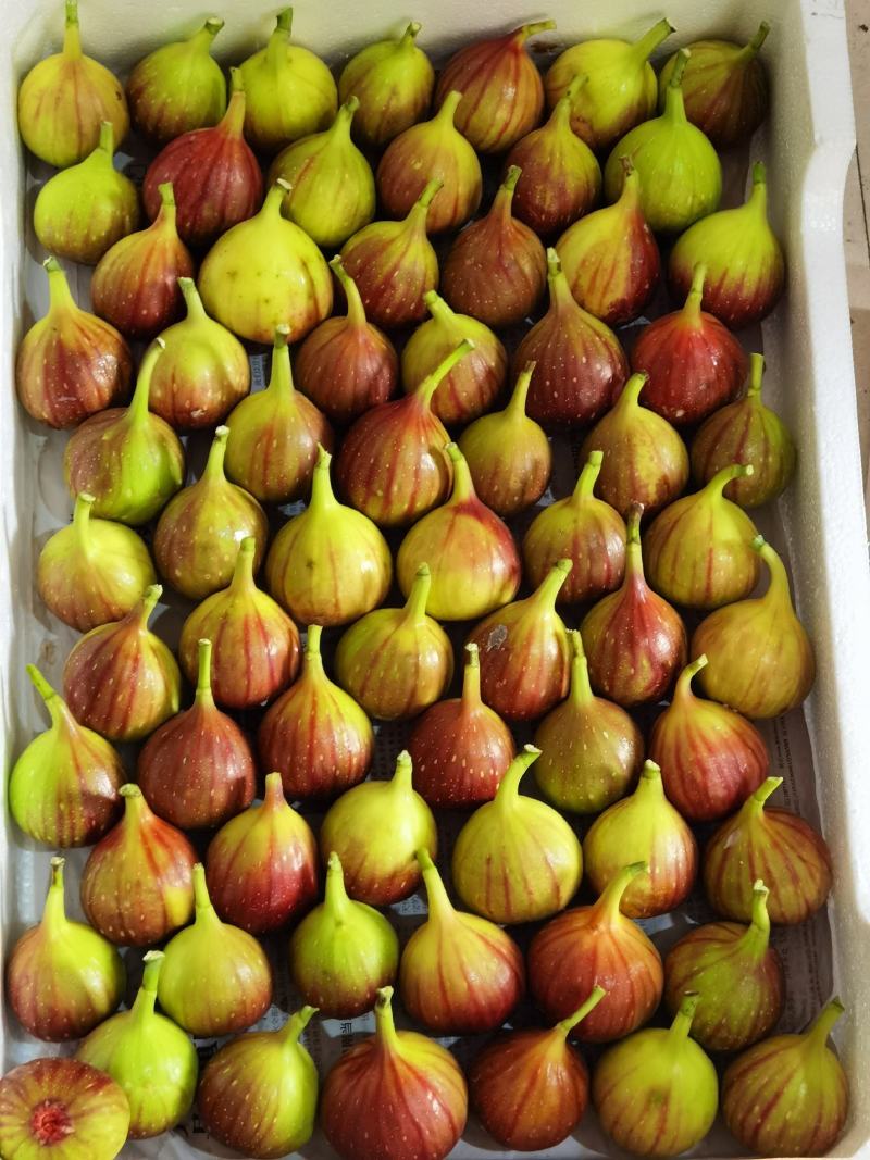 江心洲新鲜无花果大量供应