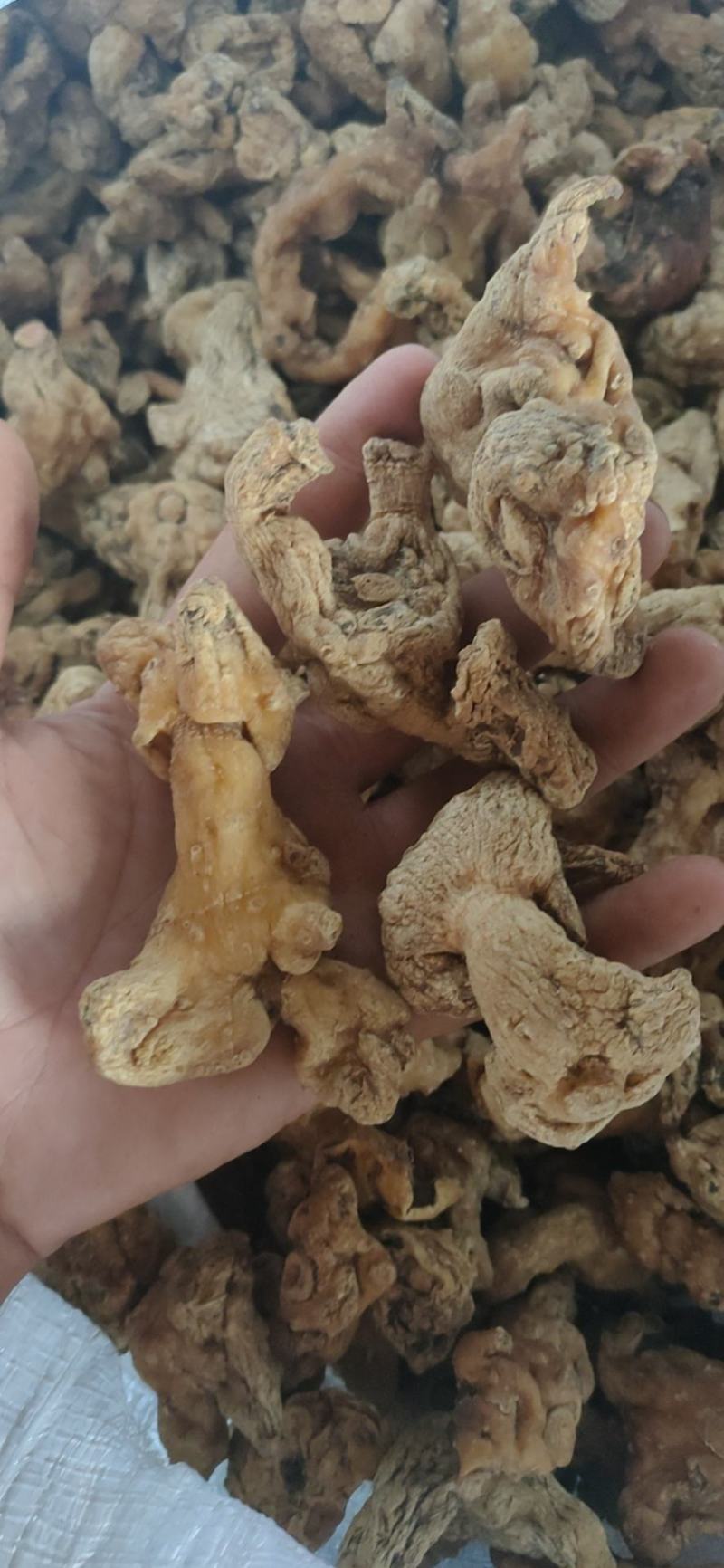 深山野生鸡头黄精个子黄精干货