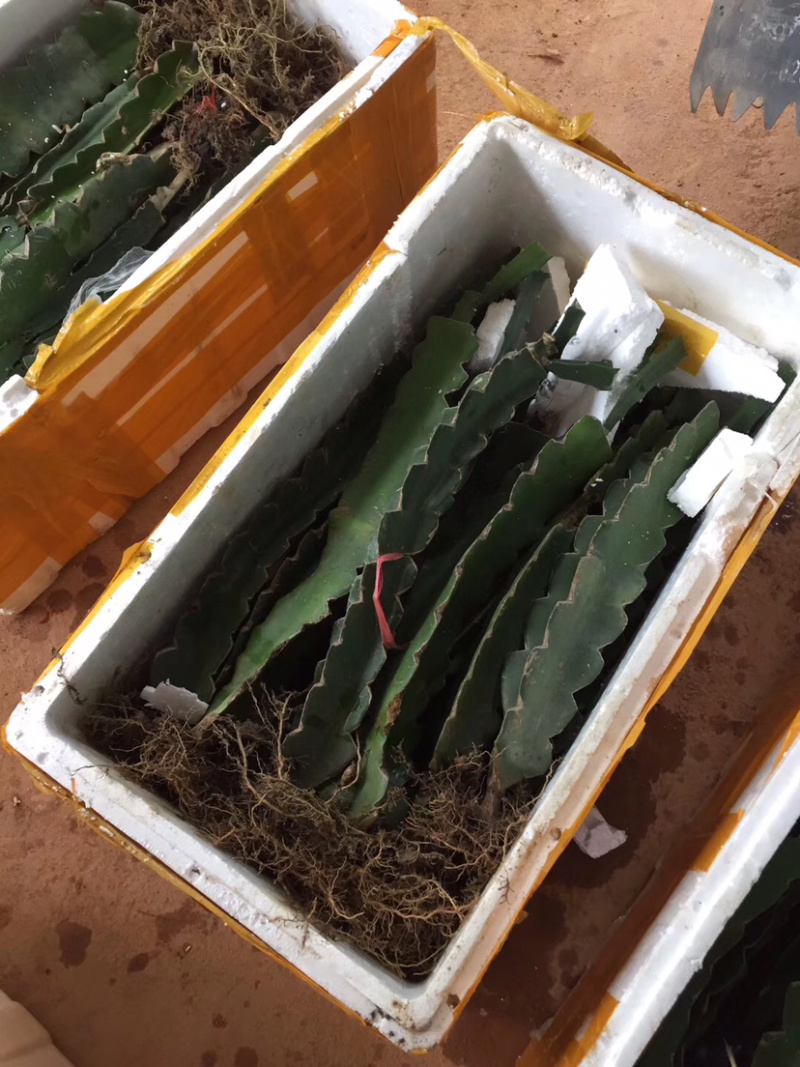 金都1号红心火龙果苗优质红心火龙果苗，红皮红肉