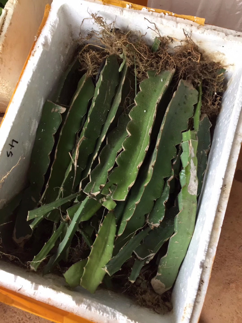 金都1号红心火龙果苗优质红心火龙果苗，红皮红肉