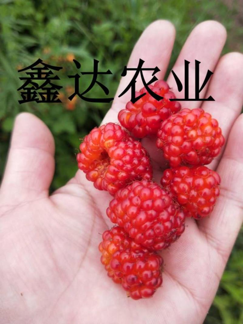 药用红姑娘种子。果色好看，货源充足