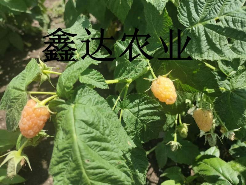 药用红姑娘种子。果色好看，货源充足