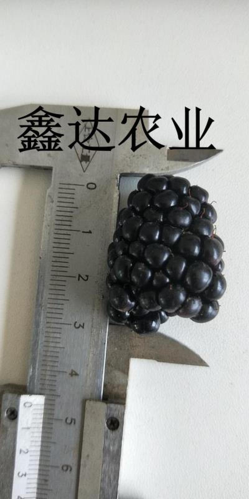 药用红姑娘种子。果色好看，货源充足