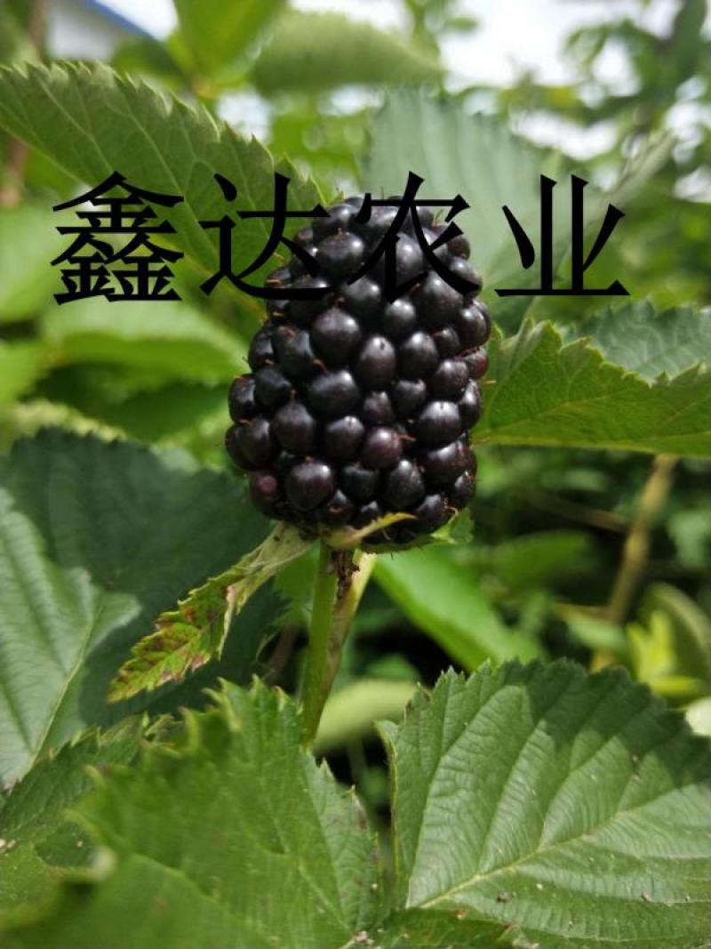 药用红姑娘种子。果色好看，货源充足