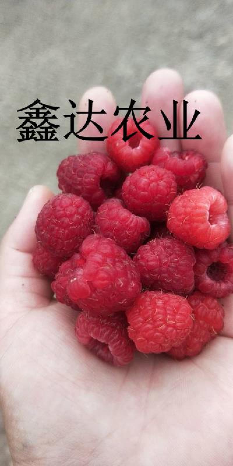 药用红姑娘种子。果色好看，货源充足