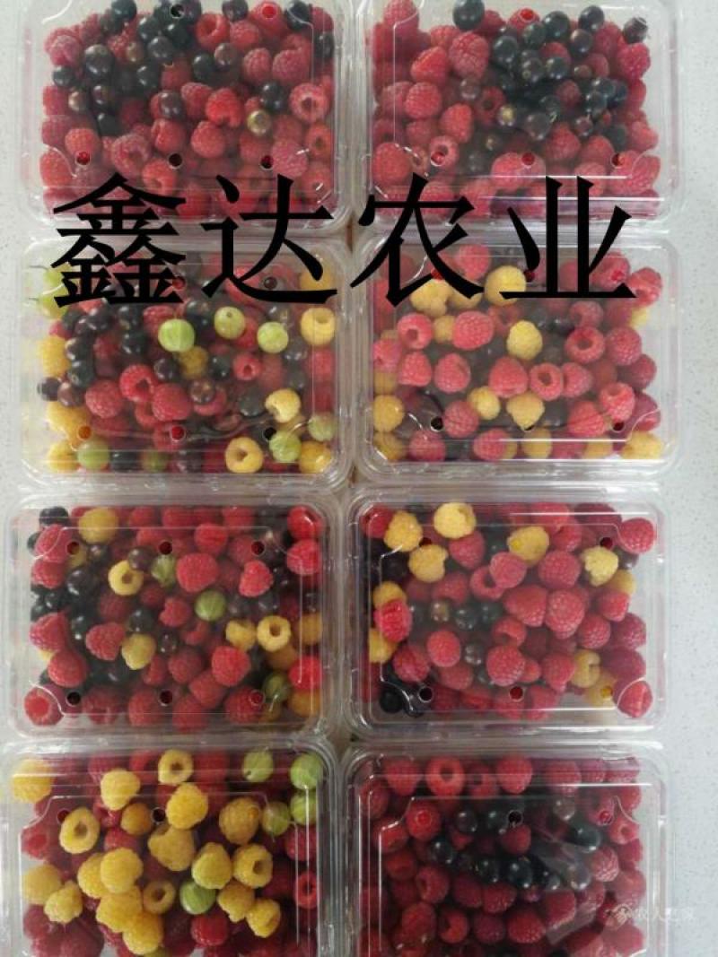 药用红姑娘种子。果色好看，货源充足