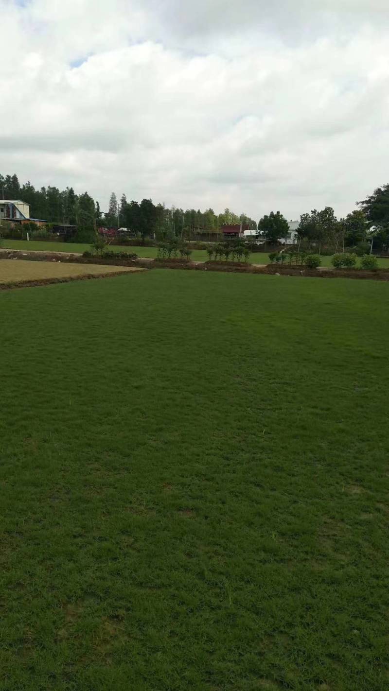 地被草大叶油草，台湾草坪，马尼拉草