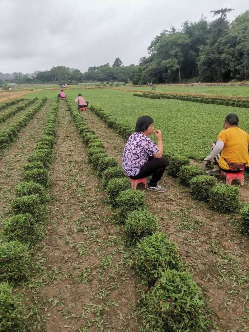 长期供应大叶油草，马尼拉草