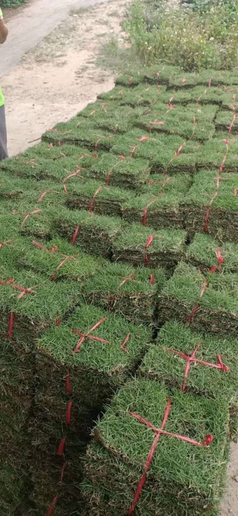 长期供应大叶油草，马尼拉草