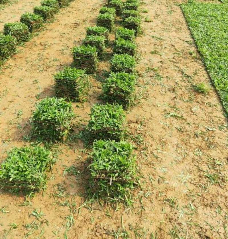 大叶油草，台湾草，马尼拉草