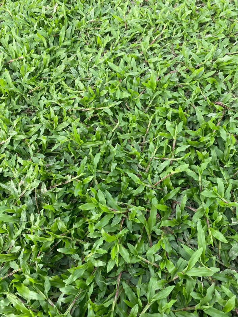 大叶油草，台湾草，马尼拉草