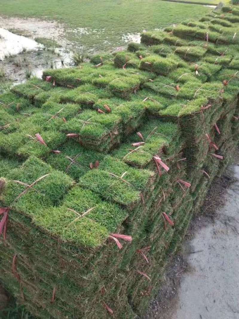 地毯草，大叶油草，台湾草，马尼拉草