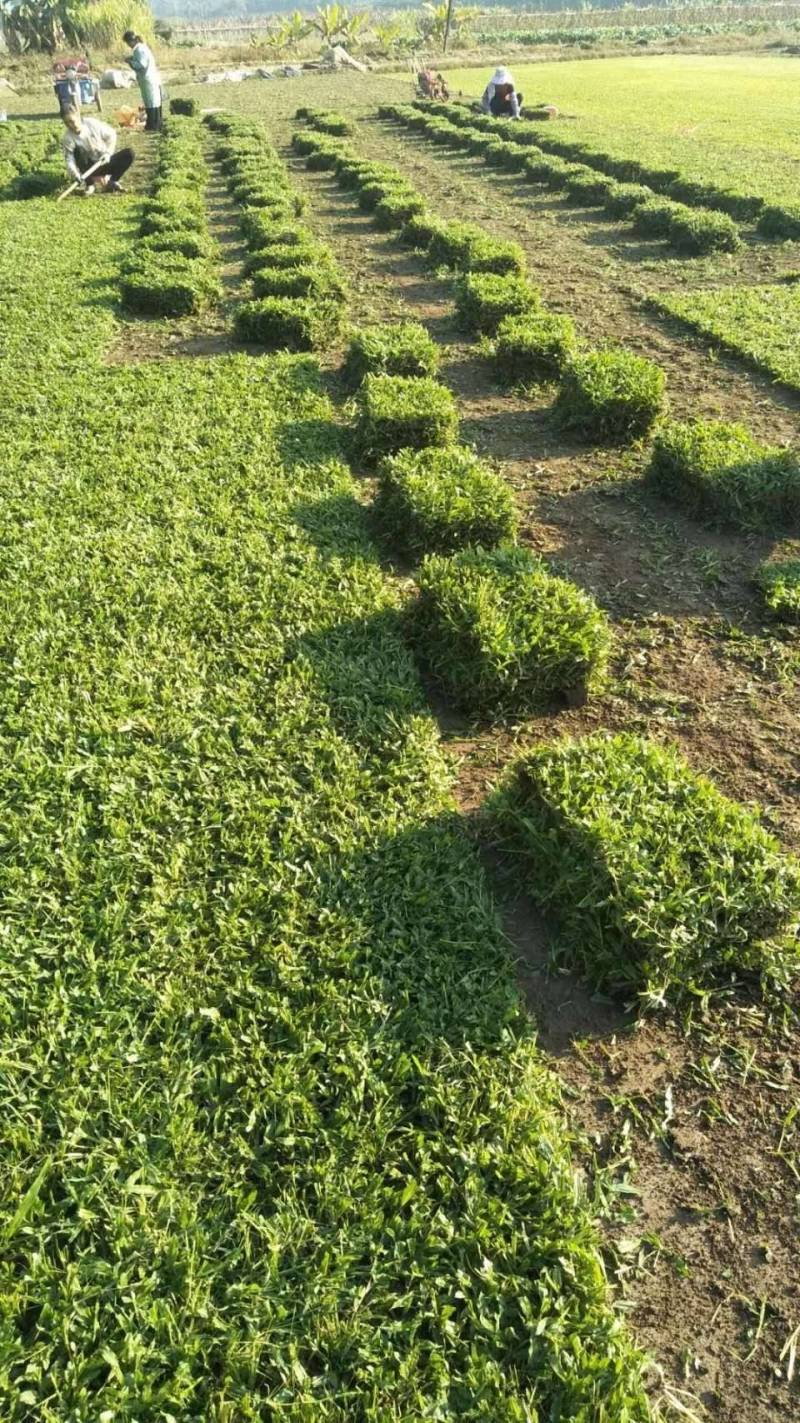 地毯草，大叶油草，台湾草，马尼拉草