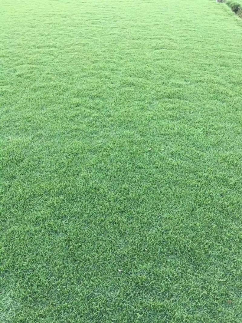 地毯草，大叶油草，台湾草，马尼拉草