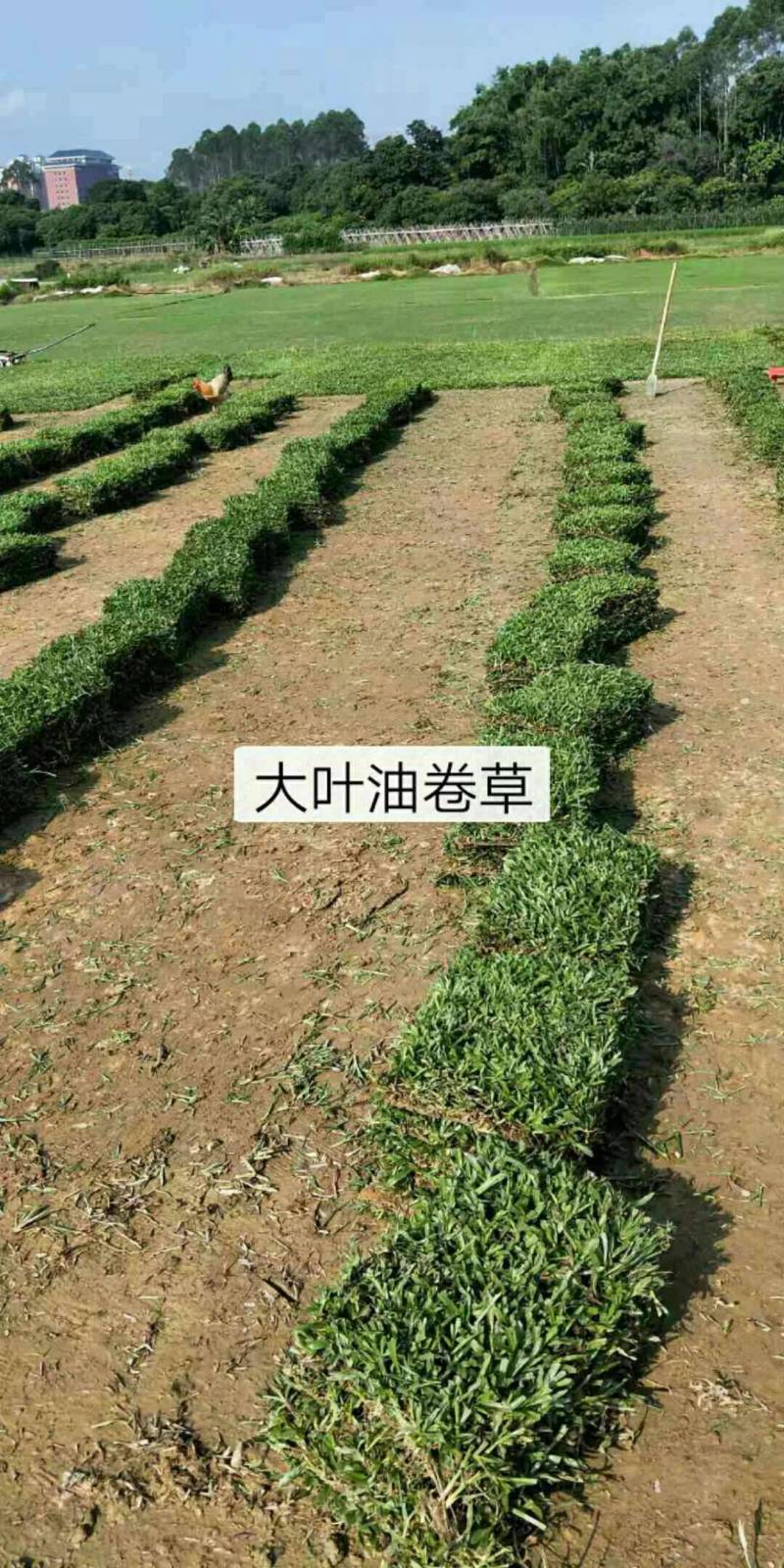 地毯草，大叶油草，台湾草，马尼拉草
