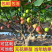 【精选】无花果苗波姬红无花果苗根系发达波姬红无花果苗