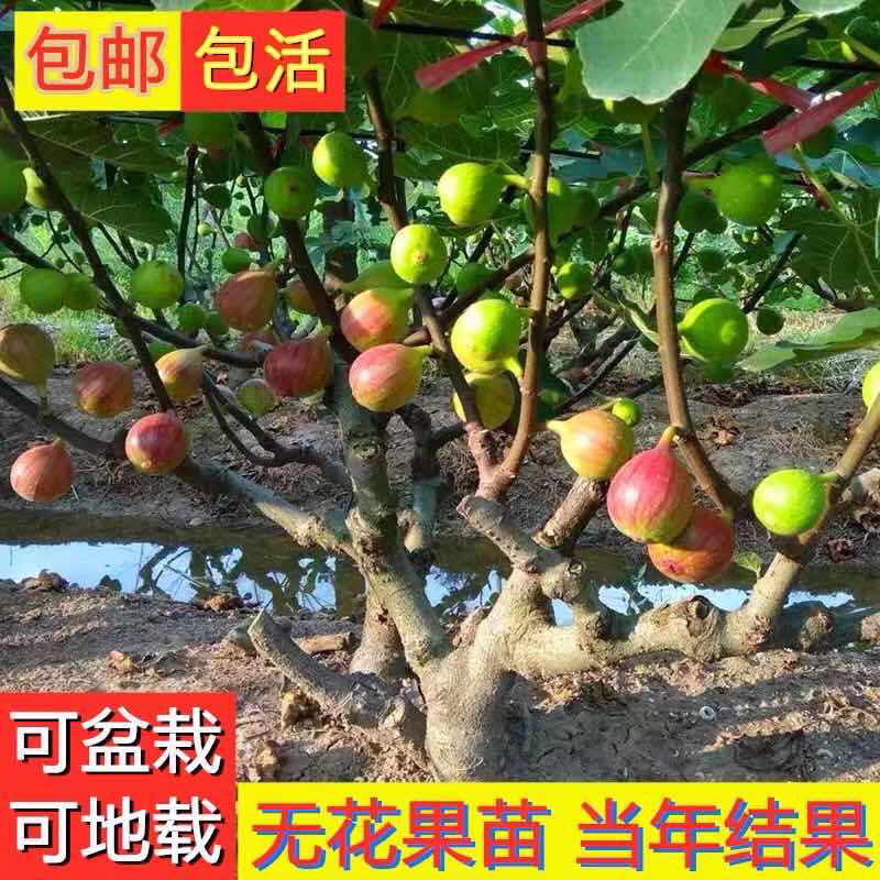 【精选】无花果苗波姬红无花果苗根系发达波姬红无花果苗