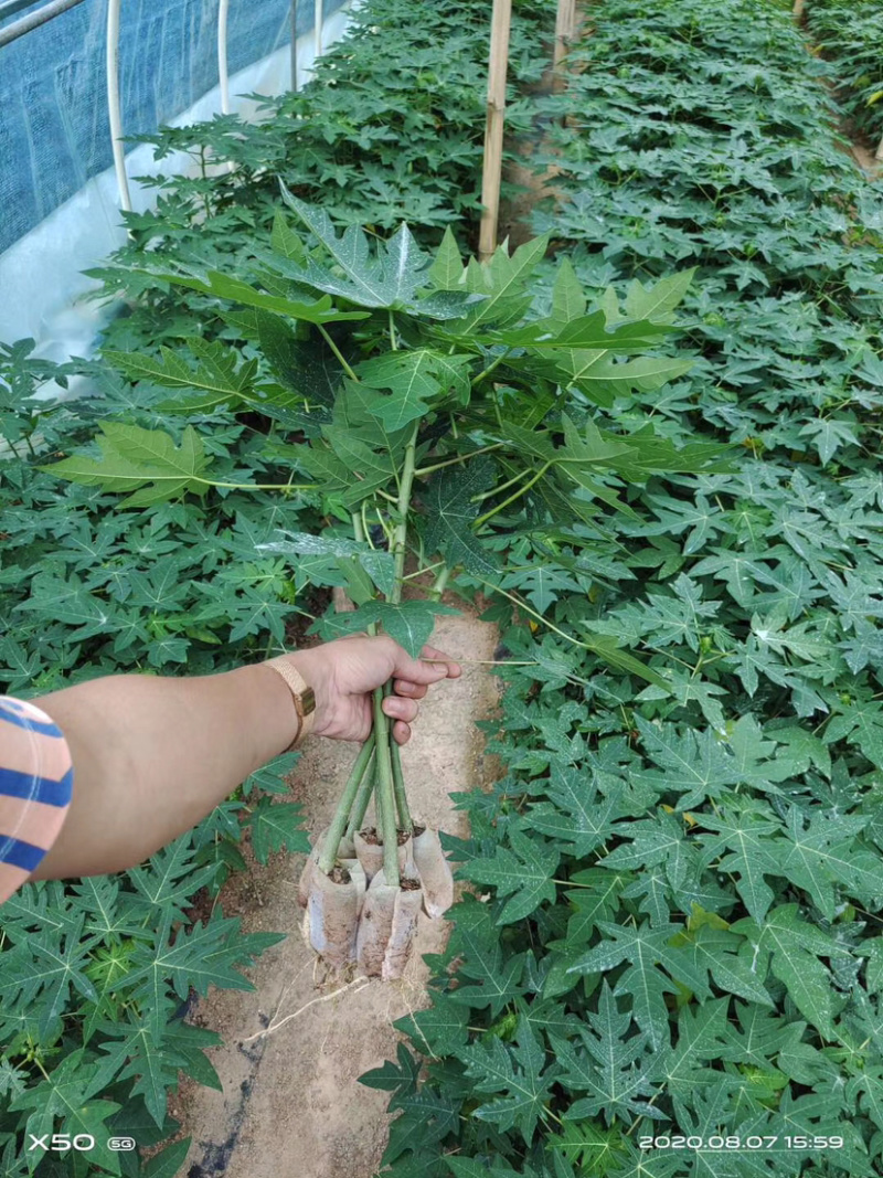 泰国金木瓜苗，当年种当年结果，种植4个月后开发结果
