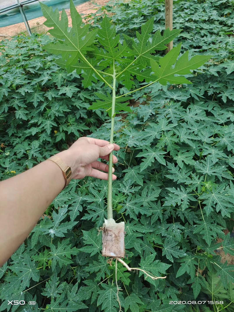 泰国金木瓜苗，当年种当年结果，种植4个月后开发结果