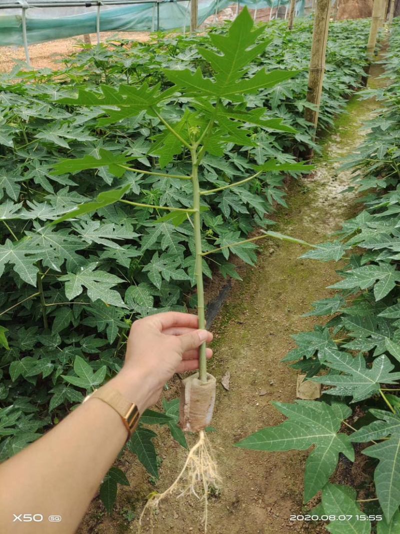 泰国金木瓜苗，当年种当年结果，种植4个月后开发结果
