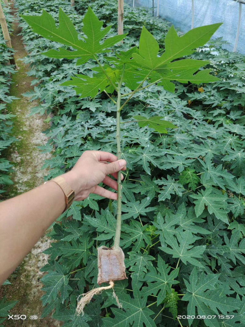 泰国金木瓜苗，当年种当年结果，种植4个月后开发结果