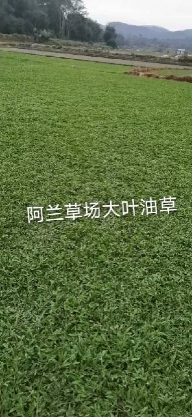 马尼拉草，大叶油草，台湾草，兰引三号