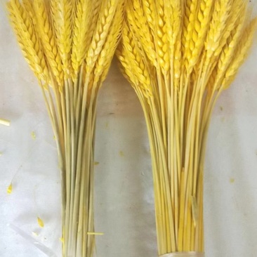 麦穗干花仿真花批发零售包邮