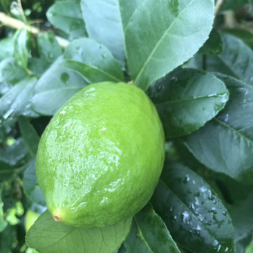 香水柠檬一级果非常漂亮